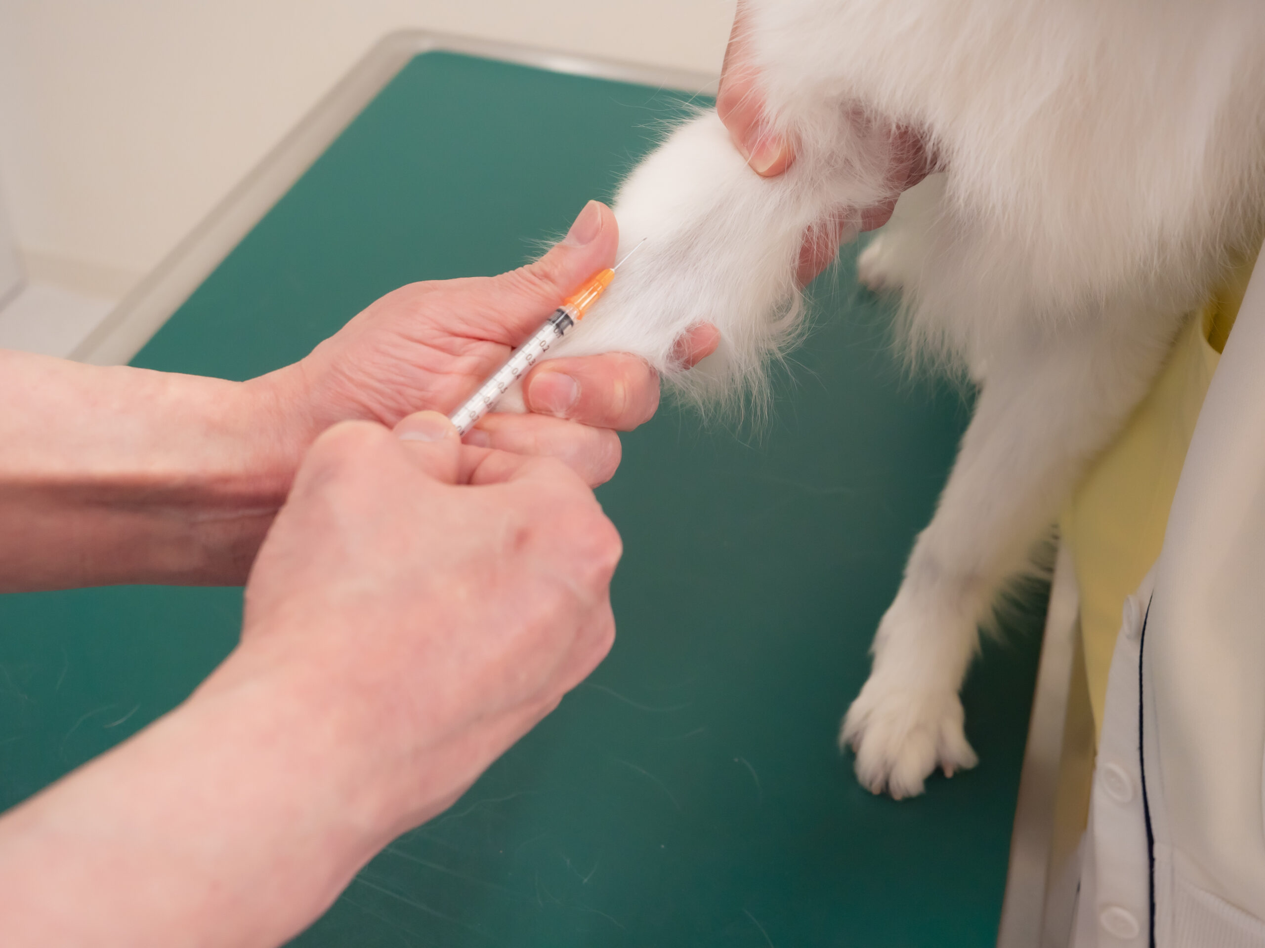 消化器 - うたづ動物病院 犬 猫 うさぎ 坂出市 丸亀市
