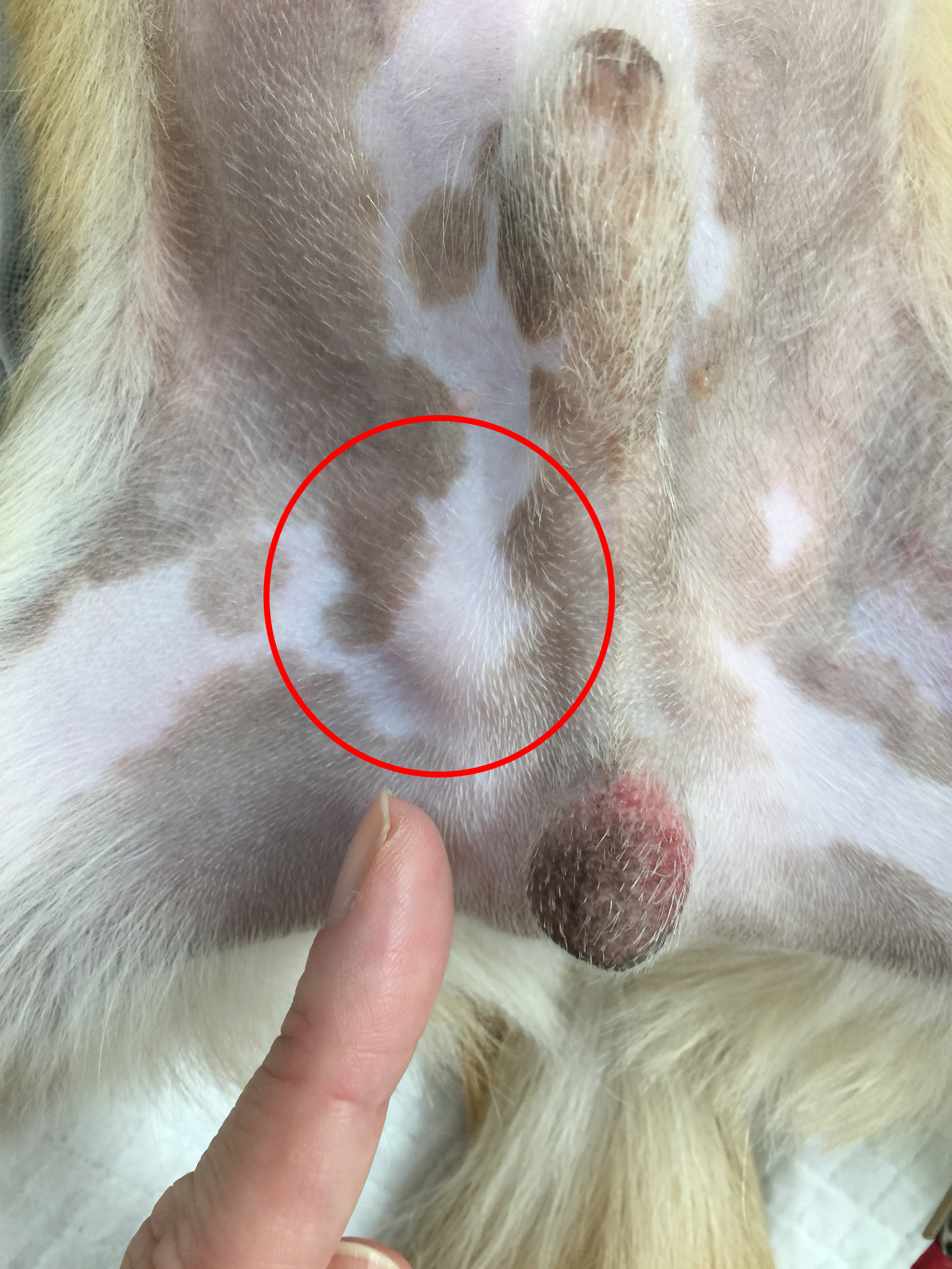 犬】子犬のうちにチェックを！「陰睾（停留睾丸、潜在精巣）」とは