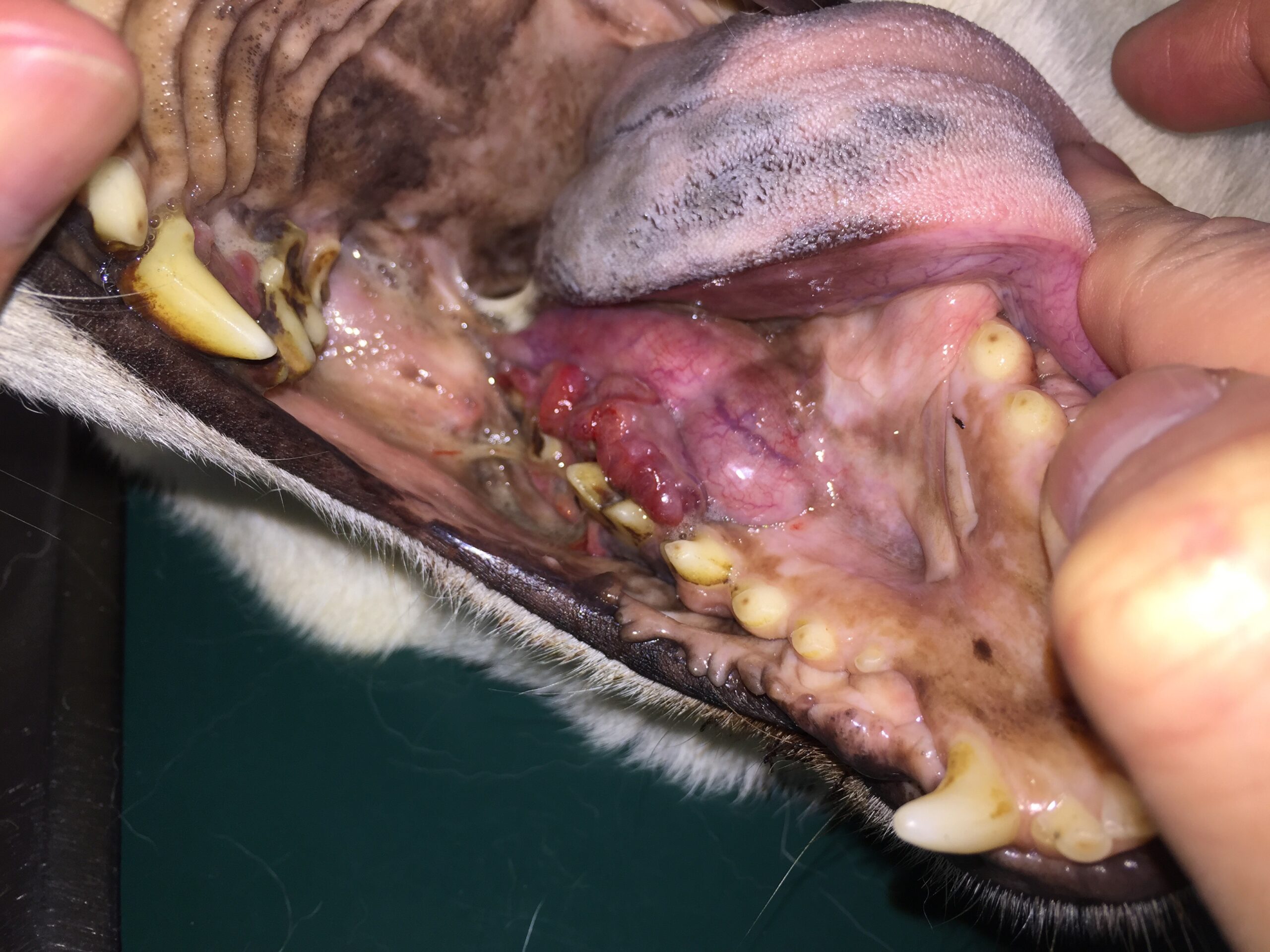 犬猫】口が痛そう、よだれが臭い…、「口腔内腫瘍」かも？ - うたづ動物